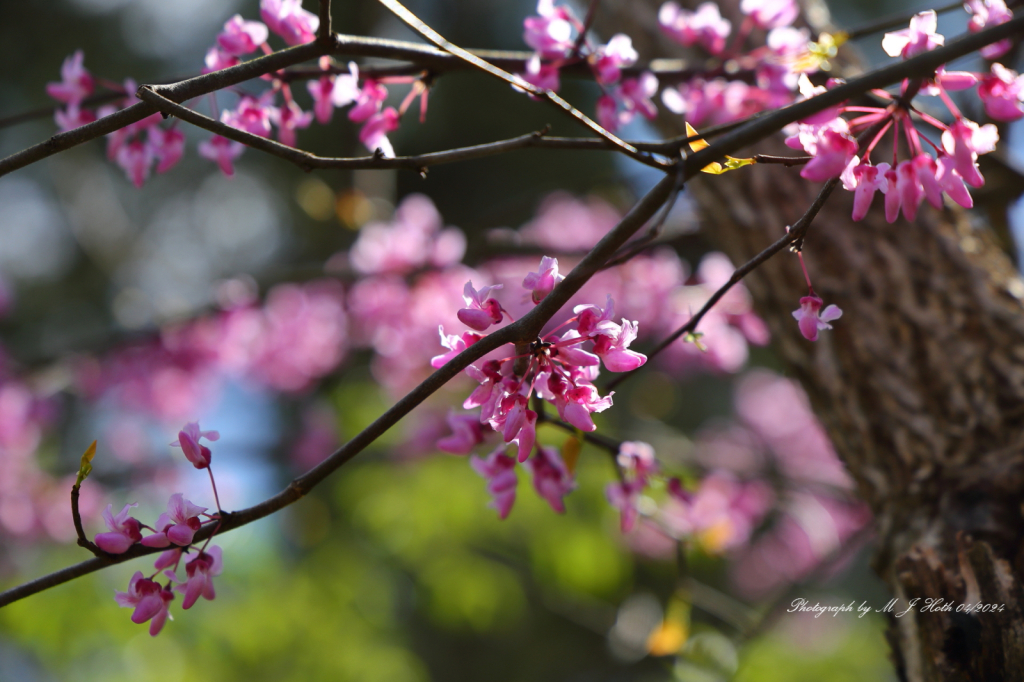 Bernheim Arboretum & Research Forest