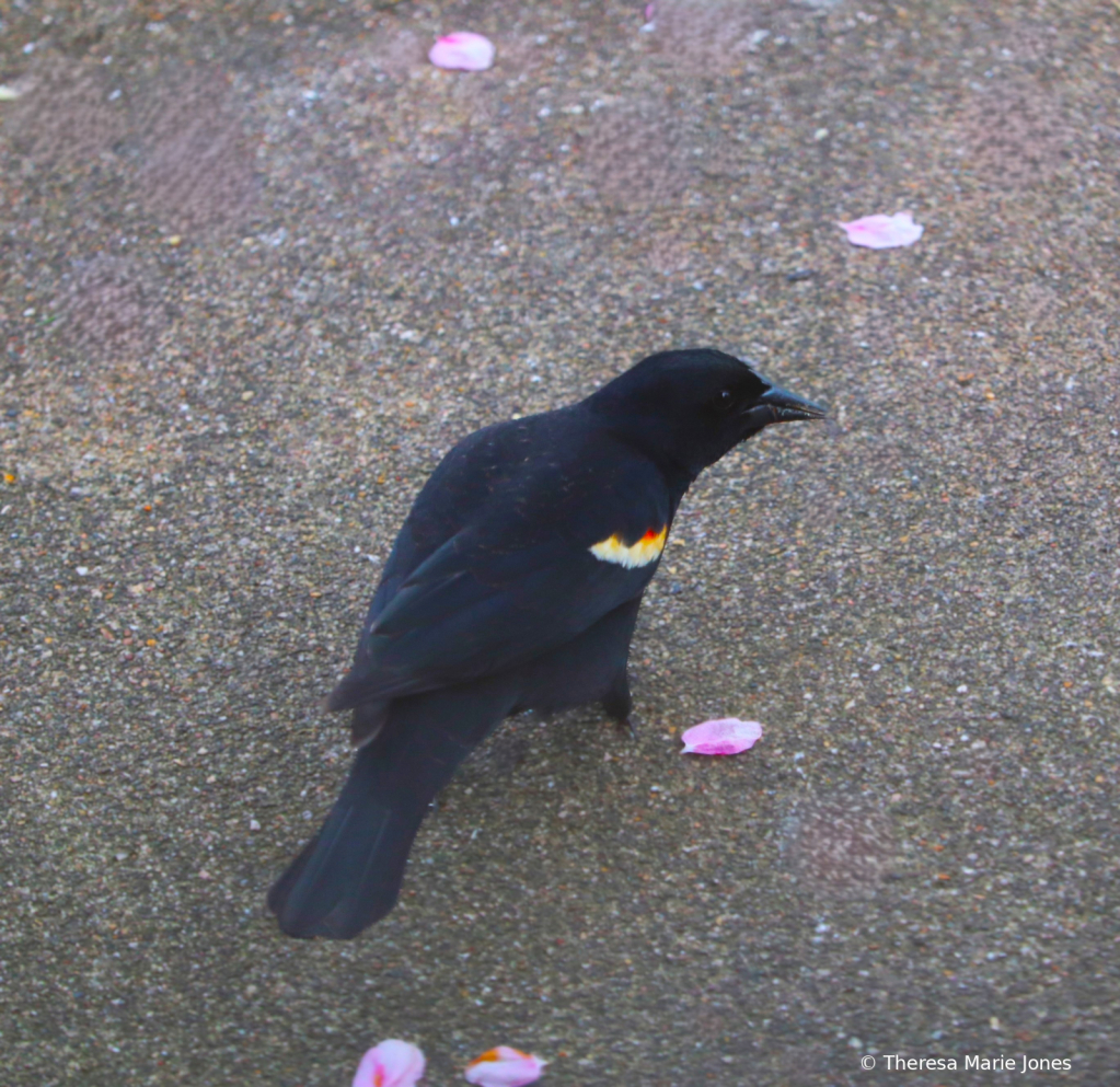 Red Wing Blackbird - ID: 16112915 © Theresa Marie Jones