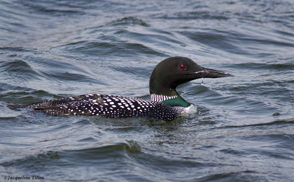 Common Loon