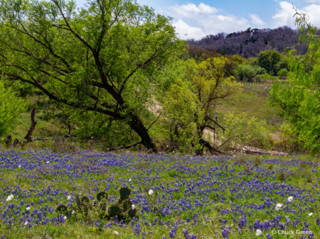 Texas Hill Country Spring #3
