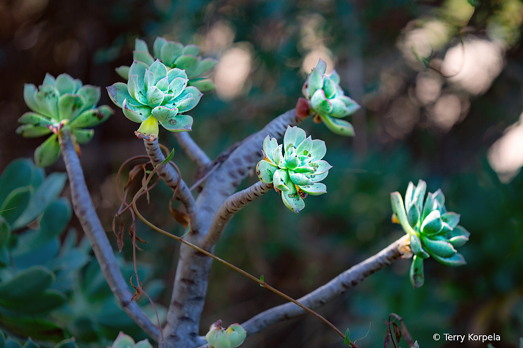 Berkeley Botanical Garden 