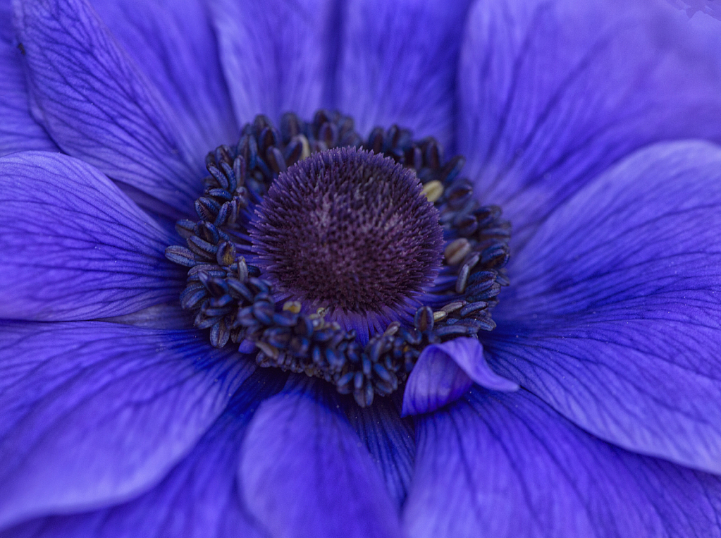 Blue Poppy