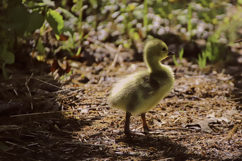 Where is MOM, a goose gosling! 