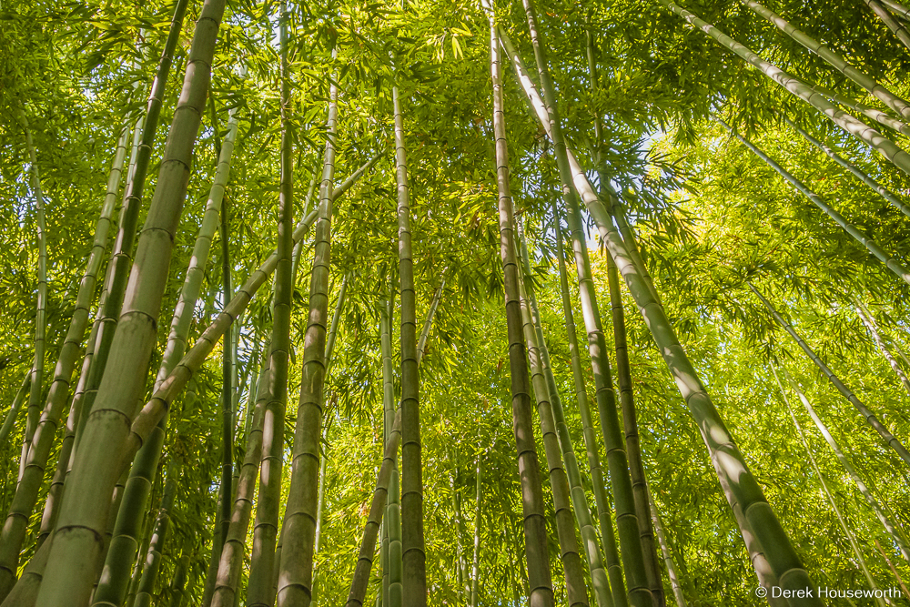 Bamboo Grove