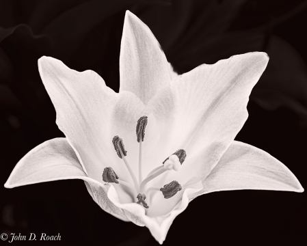 Lily in Black & White