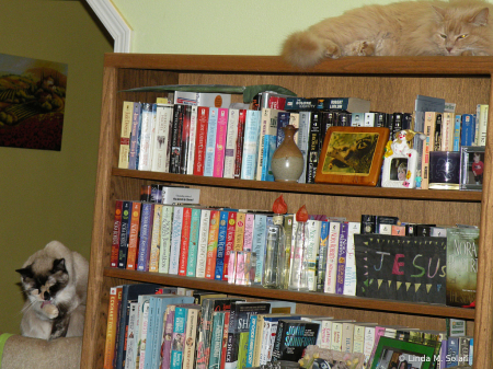 Bobcat, Tinkerbell & A Bookshelf