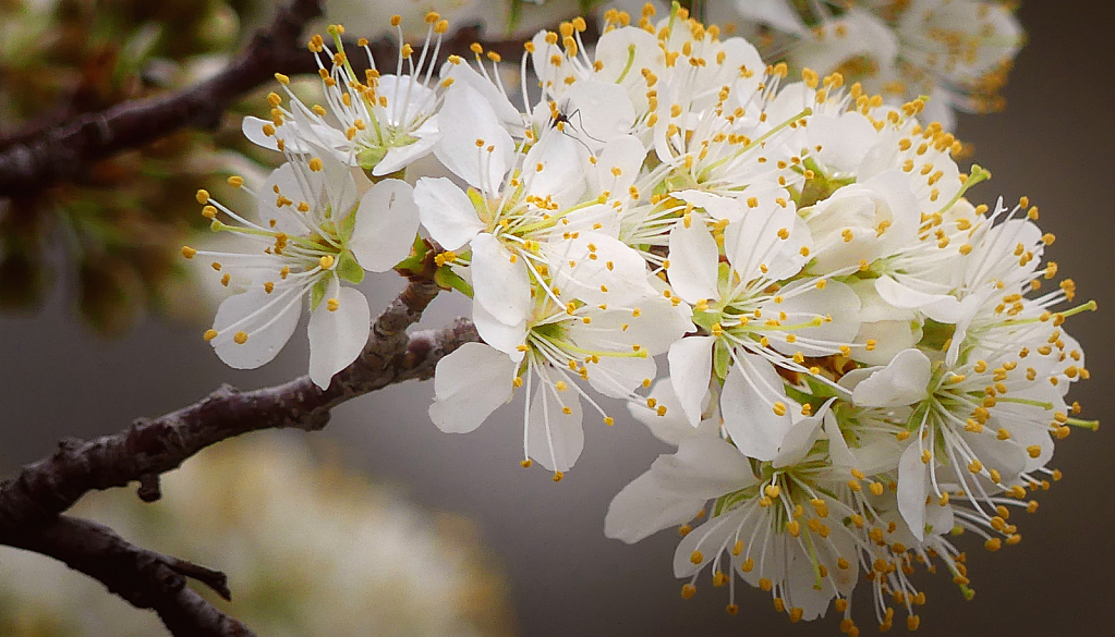 Burst of Spring