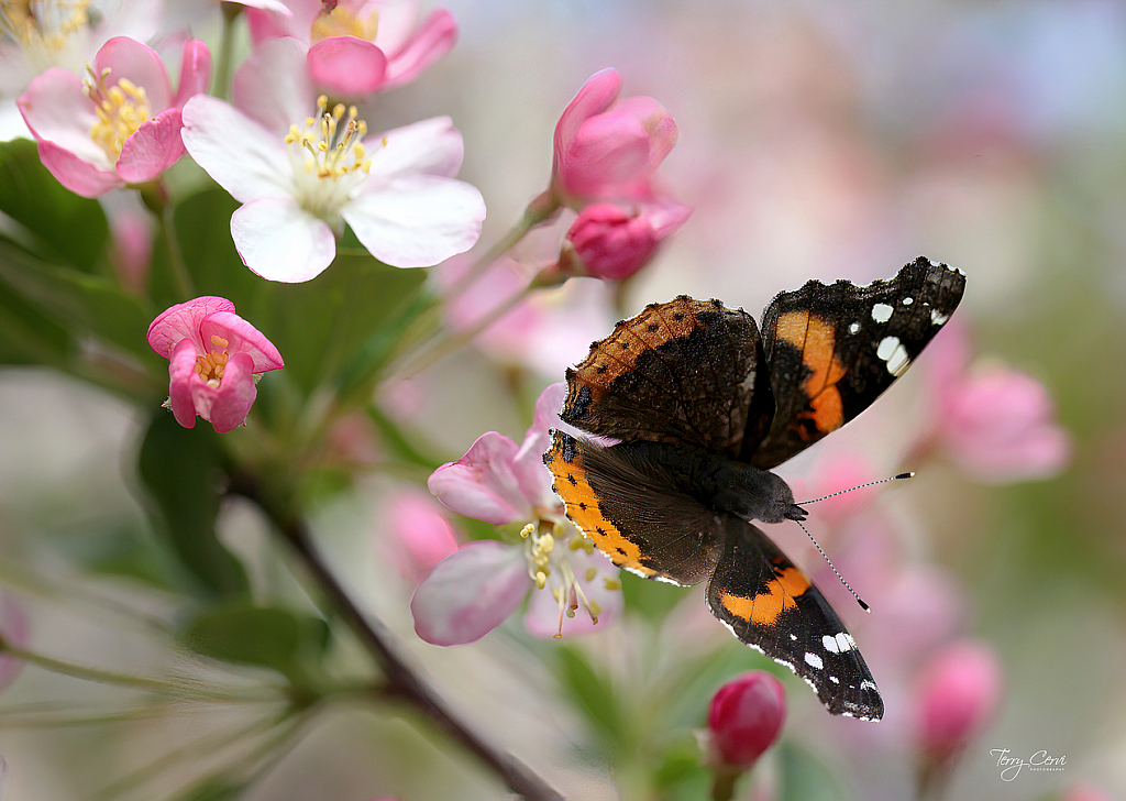 Spring Beauty