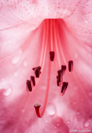 Japanese Kurume Azalea