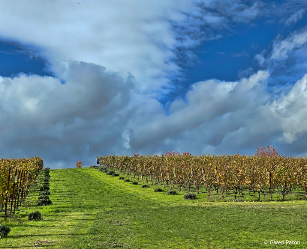 Vineyard in Oregon