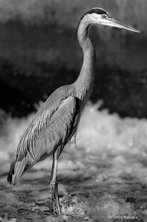 Great Blue Heron