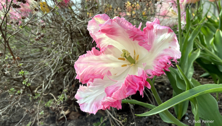 The Photo Contest 2nd Place Winner - More spring colors