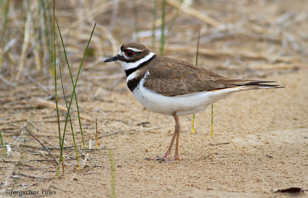 Kildeer - ID: 16113095 © Jacqueline A. Tilles