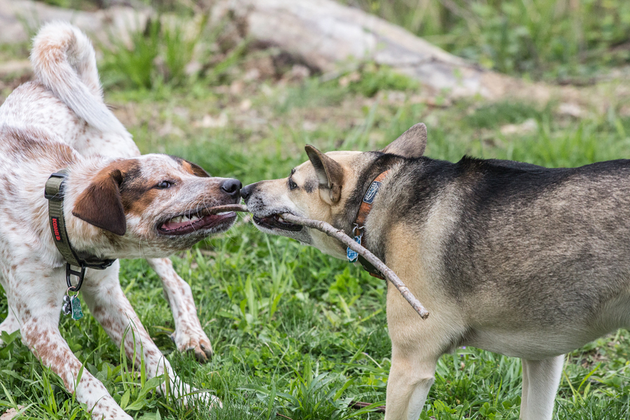 Tug-of-War