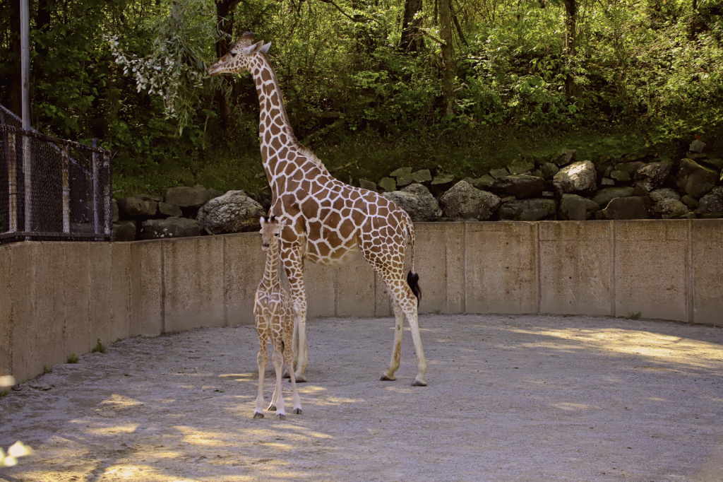 Reticulated giraffe