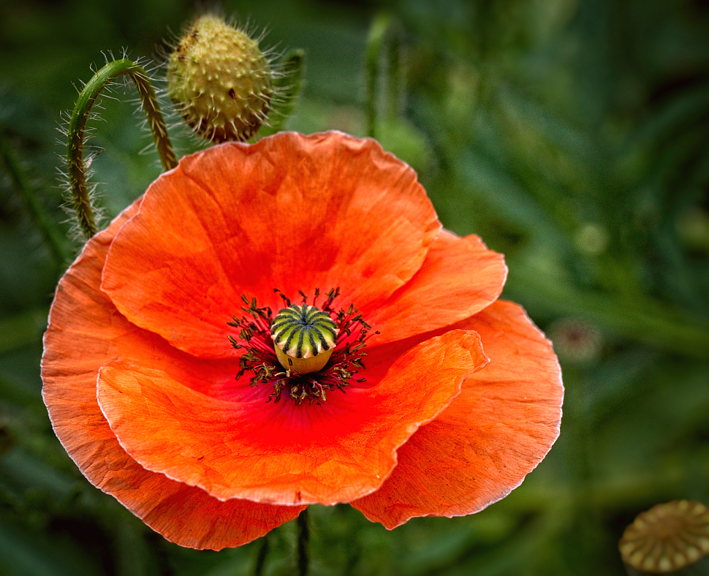 Popping Poppy