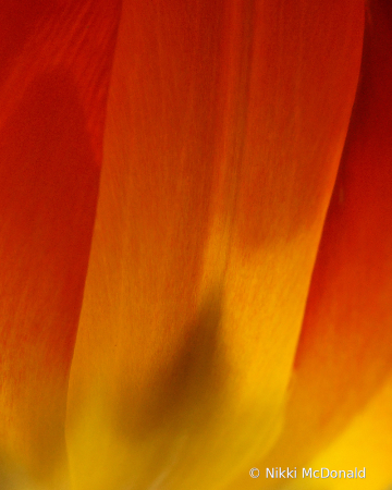 Tulip Petal Abstract #7