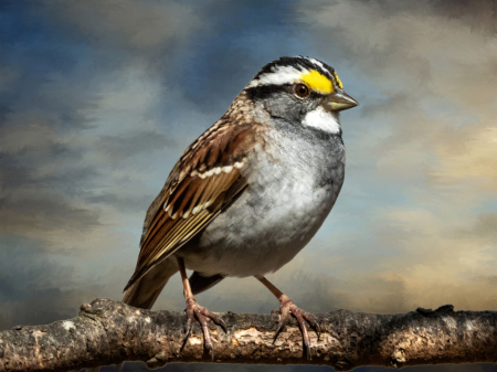 White Throat Sparrow    