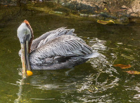 Brown Pelican with Half an Orange 