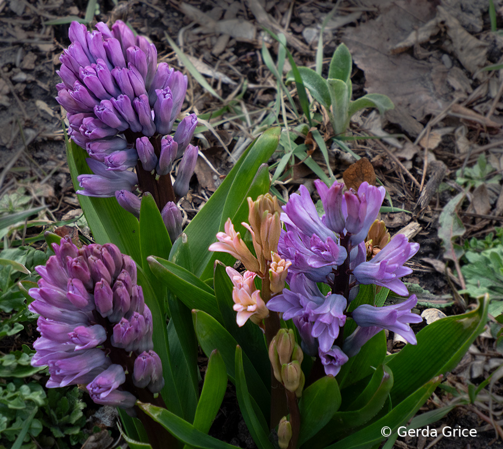 Hyacinths