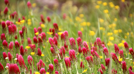 Colorful Flowers In Springtime Oklahoma