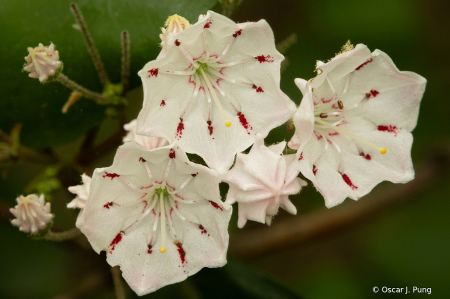 Mountain Laurel