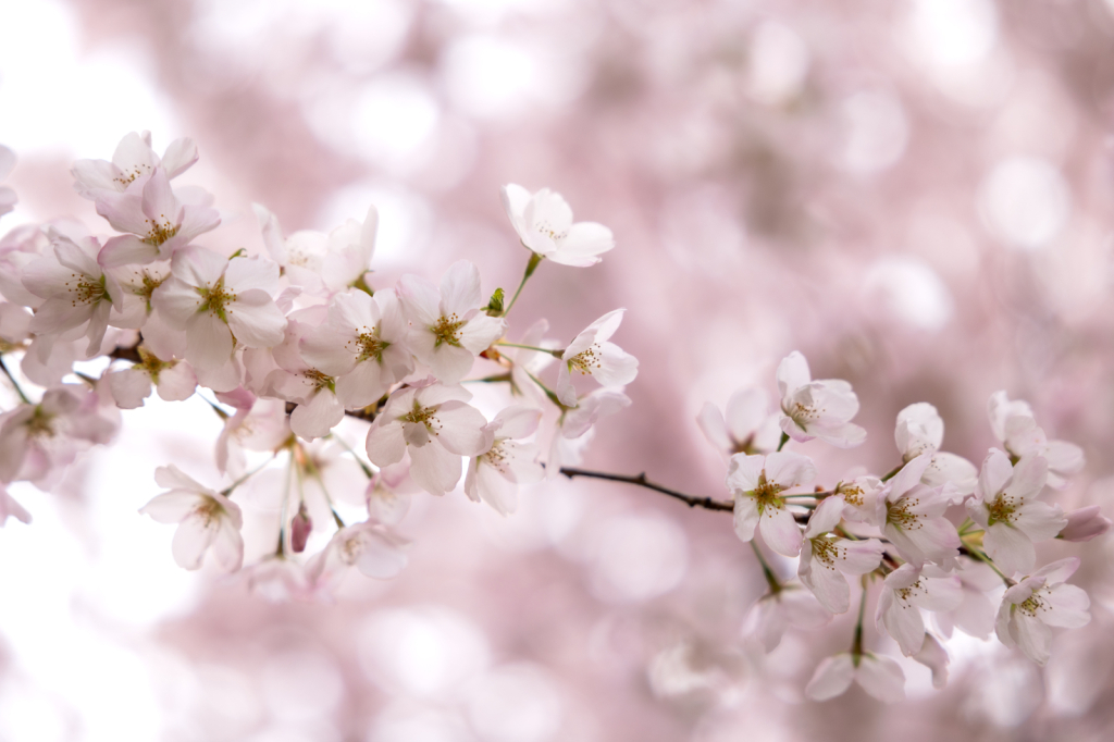 Blossoms in Spring