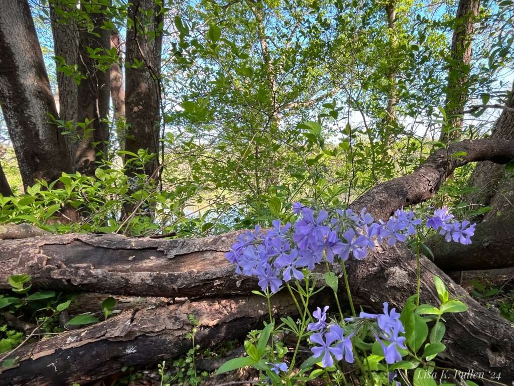 Riverside Beauties