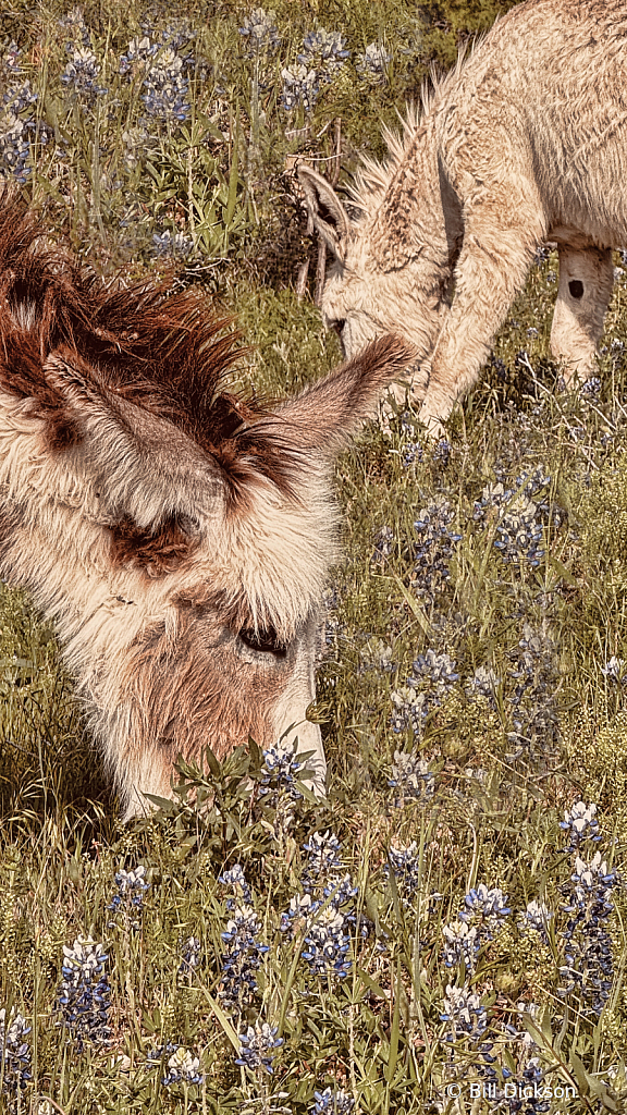 Grazing in the Bluebonnets