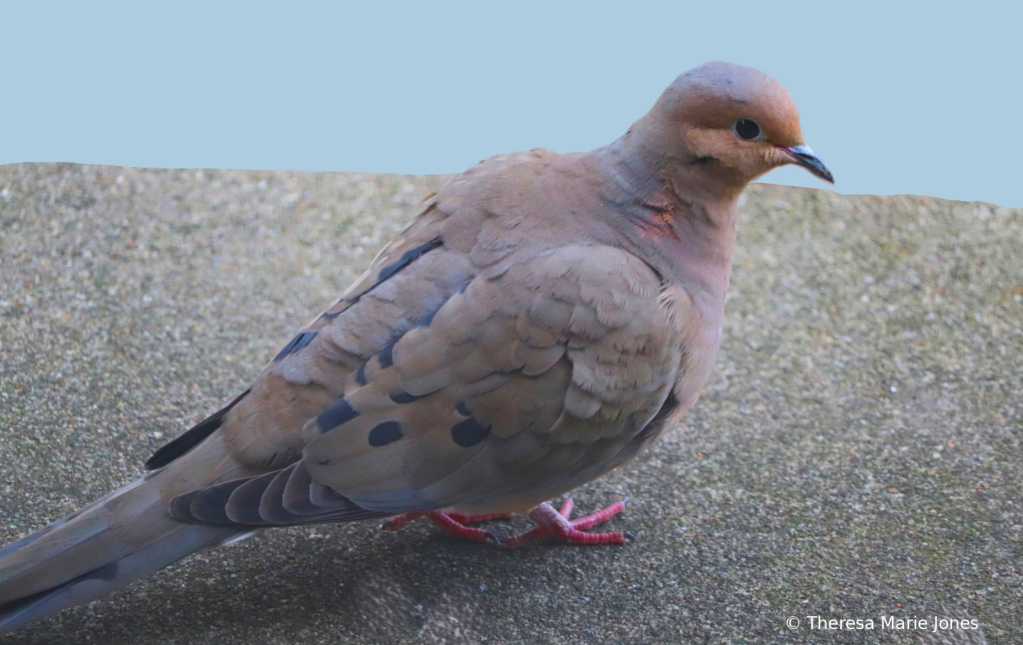 Male Mourning Dove - ID: 16113202 © Theresa Marie Jones