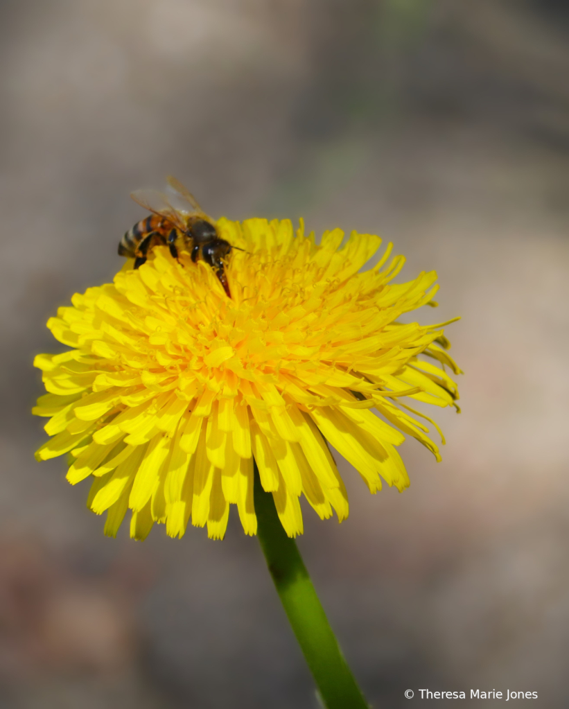 Hungry as a Bee - ID: 16113207 © Theresa Marie Jones