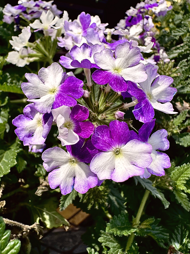 Purple & White Beauty 