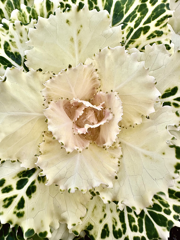 Decorative White Cabbage  - ID: 16113291 © Elizabeth A. Marker