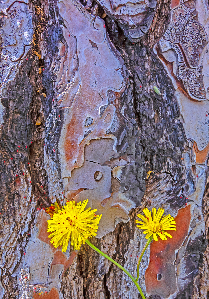 Burnt trunk abstract and a bloom of new life.