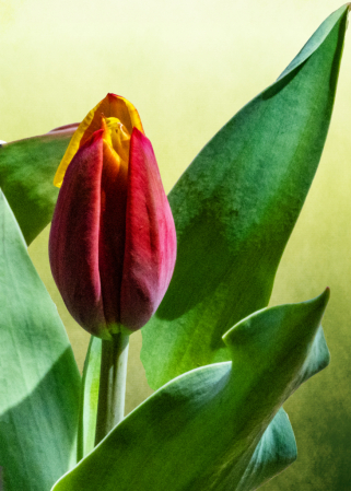 Tulip                 