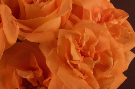 Orange Rose 2