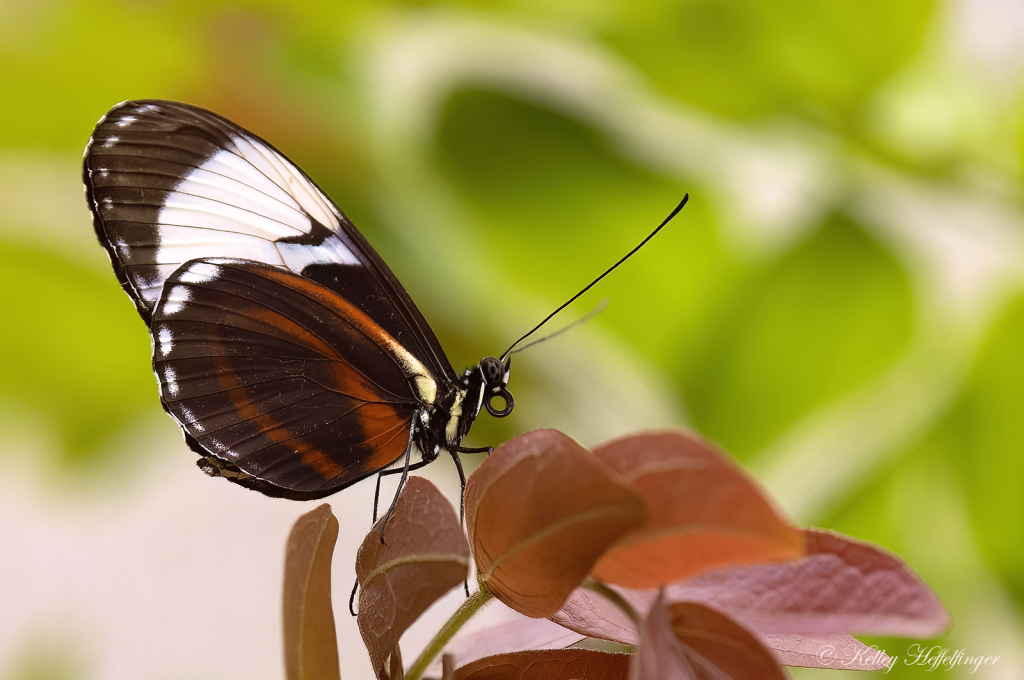 Take a Break - ID: 16113310 © Kelley J. Heffelfinger