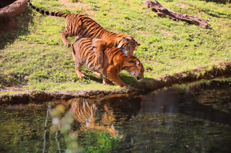 Tiger attacking!