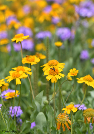 Field of flowers