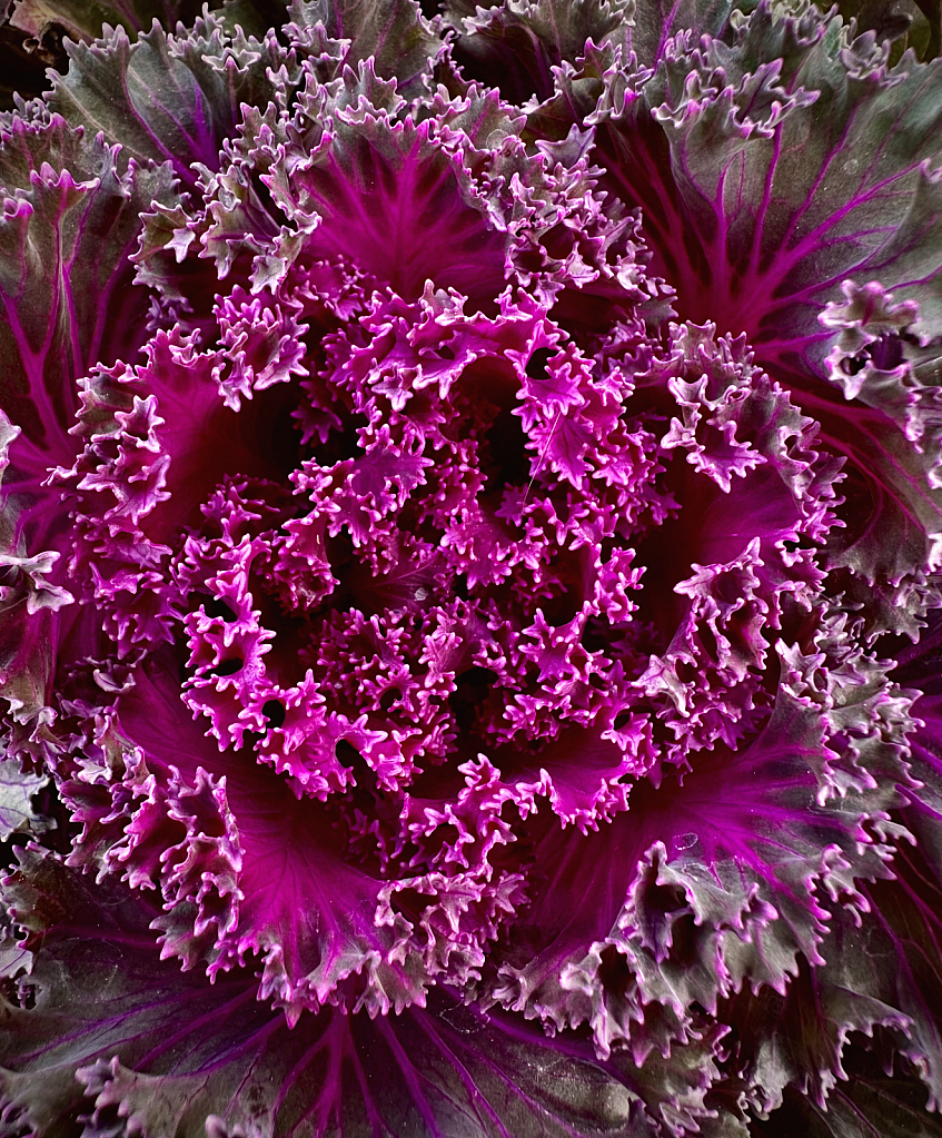 Ruffled Decorative Cabbage - ID: 16113346 © Elizabeth A. Marker
