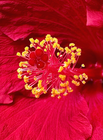 Stigma, style, anthers and stamen of hibiscu