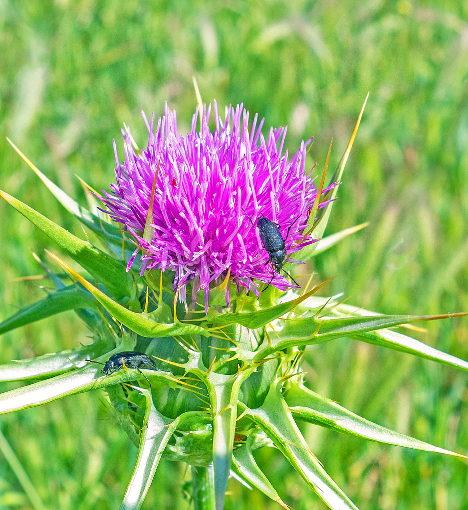 Purple splash on green.