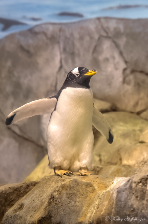 Penguin Pose