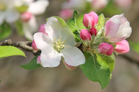 Apple Blooms