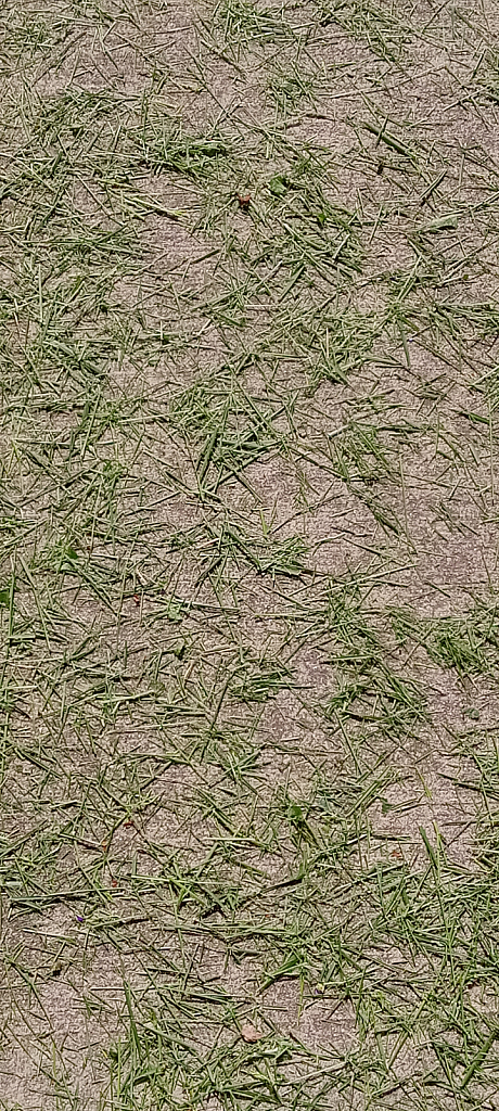 Grass Clippings