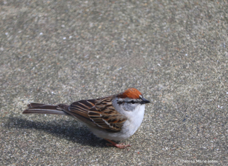 Female Chipping Sparrow