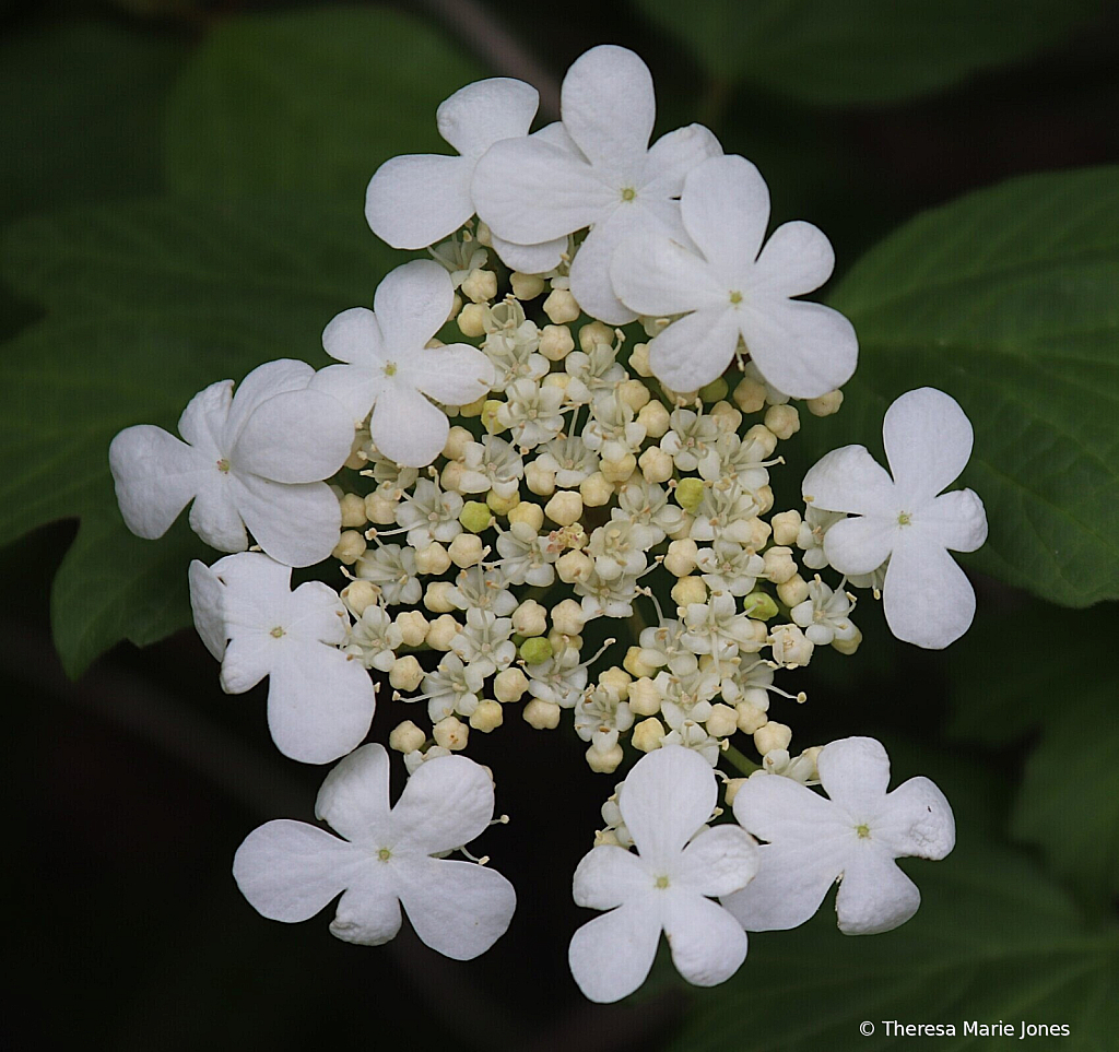 Pretty in White - ID: 16113411 © Theresa Marie Jones