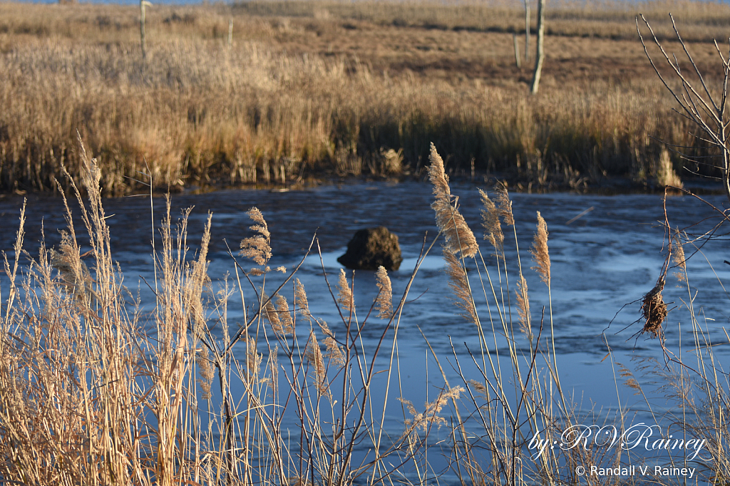 Awaiting the Spring . . ..