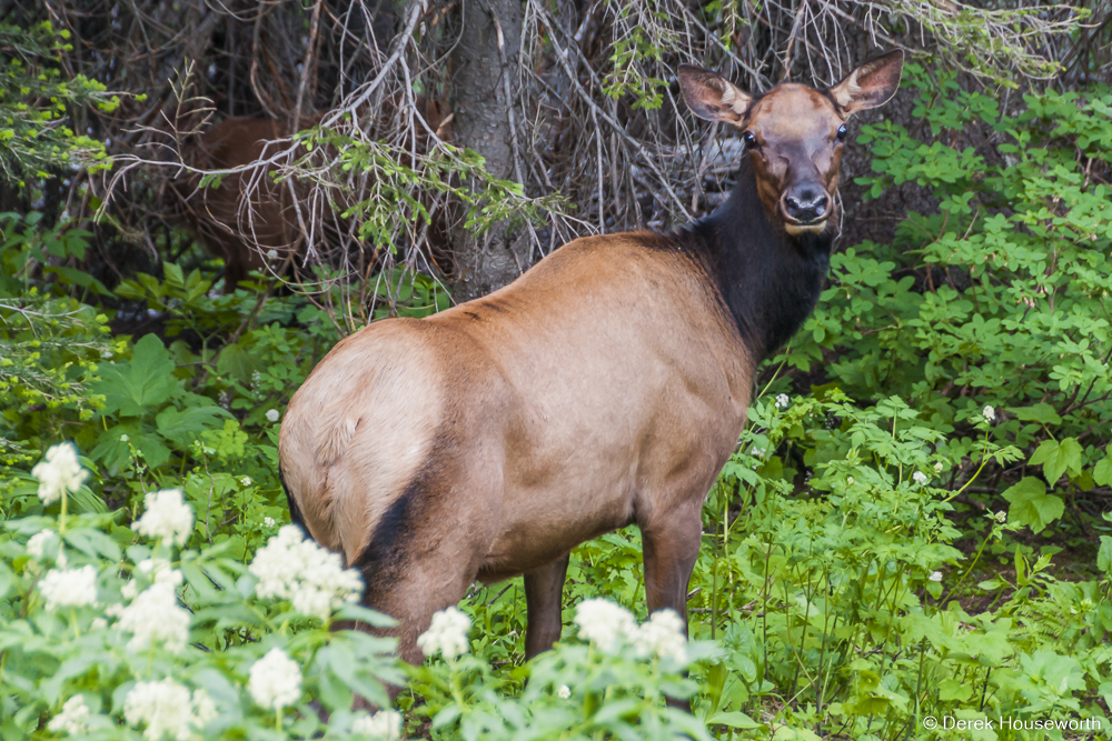 Cow Elk