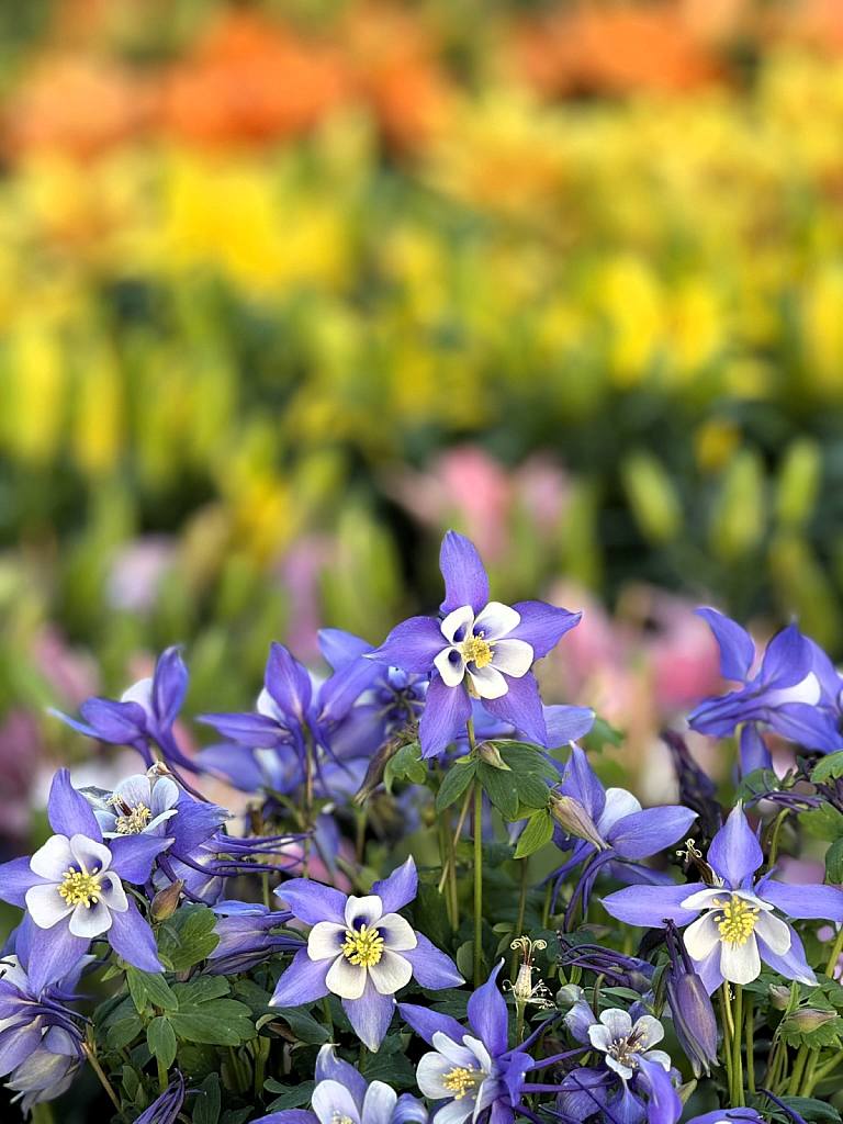 Columbines